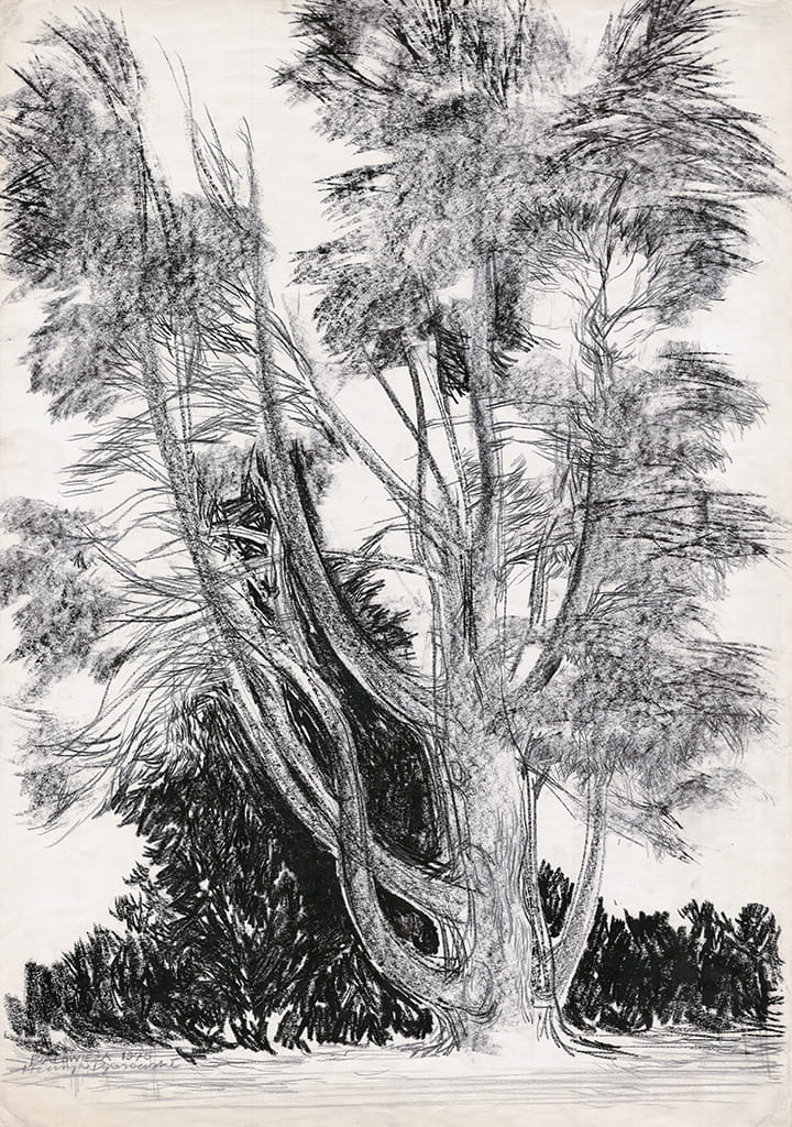 Białowieża – sosna kanadyjska II (1975)